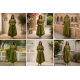 Latest Peacock bandhani print Designer suit set Green